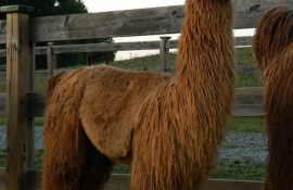 nigel2