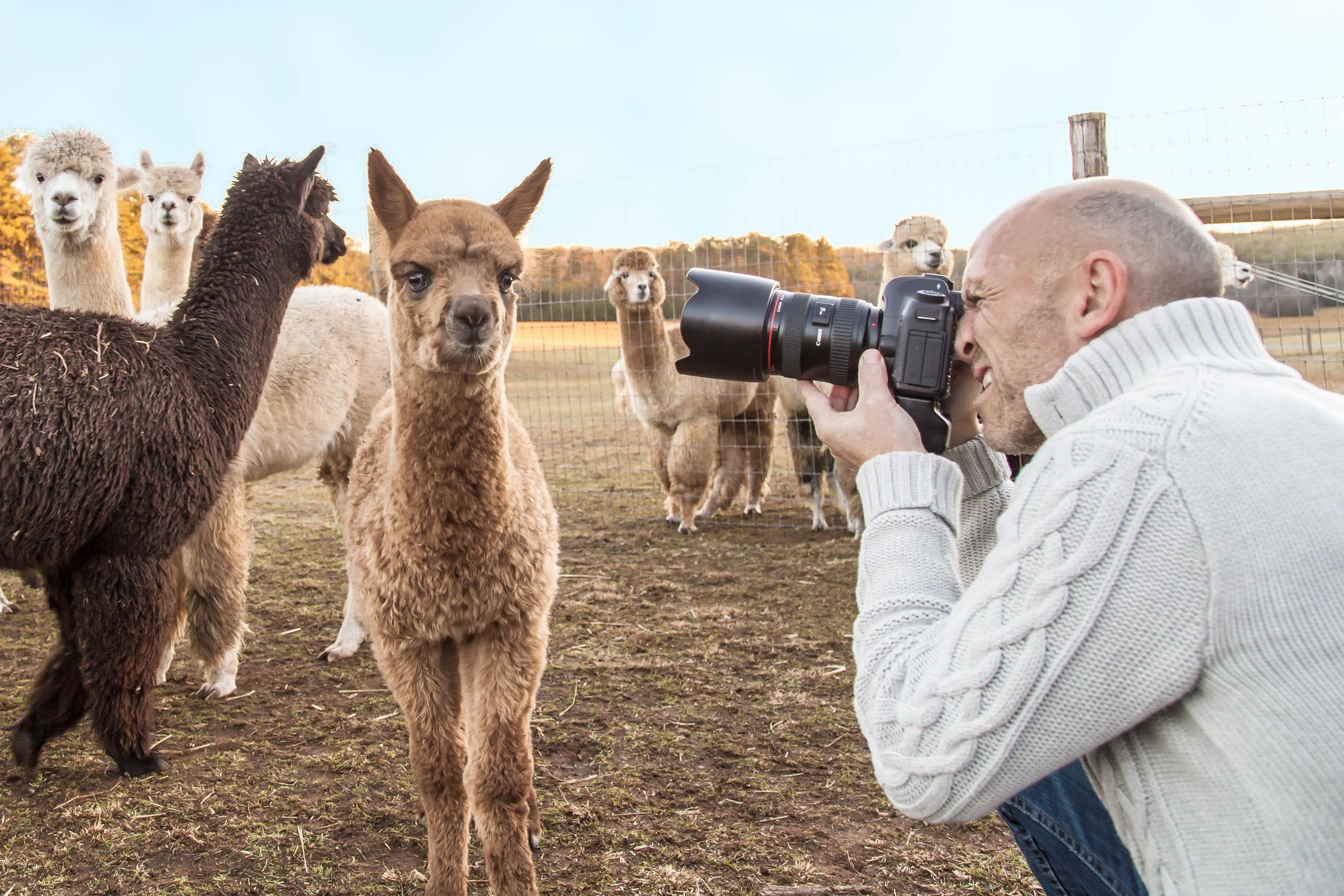 Photographing a young cria