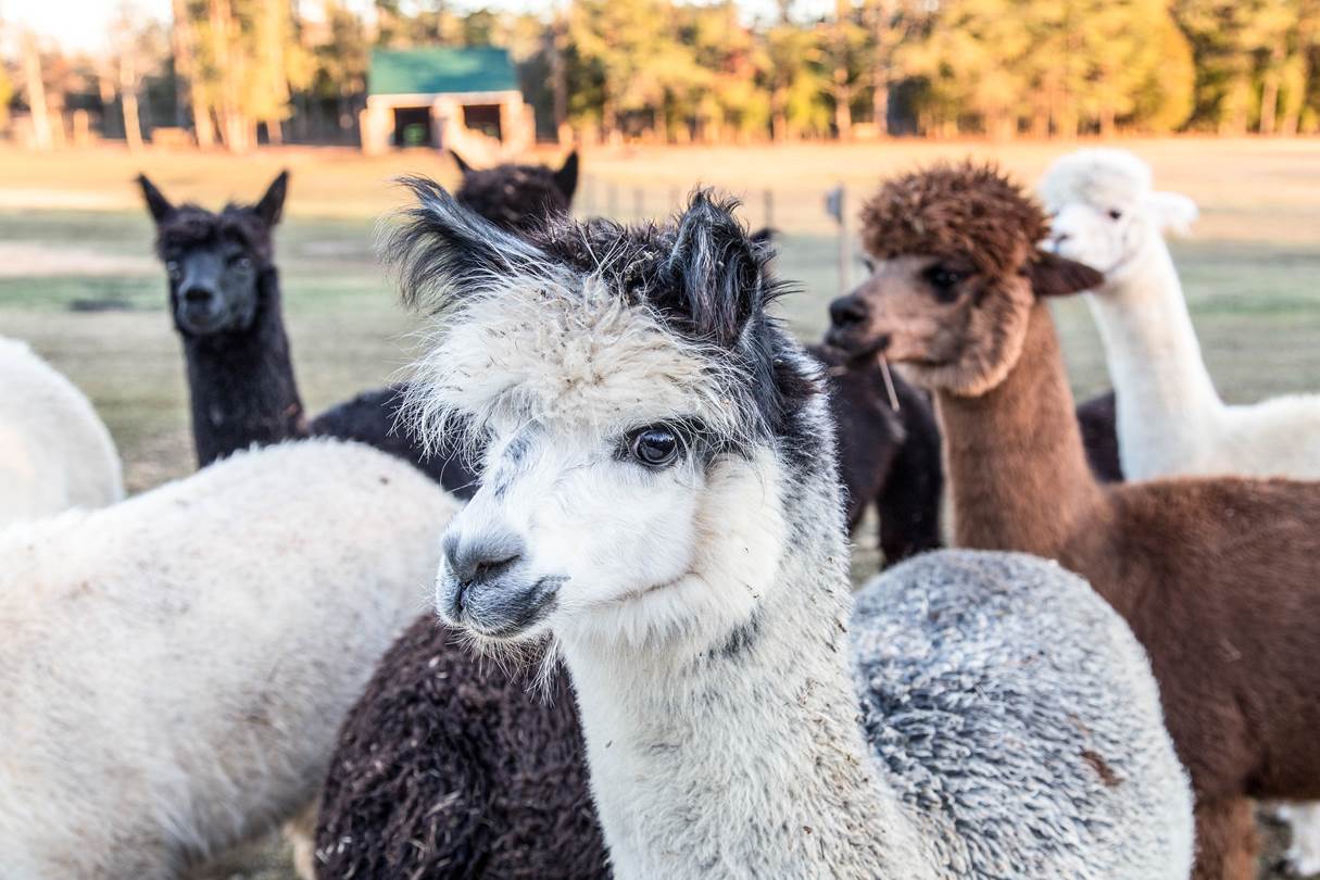 alpaca farm visit